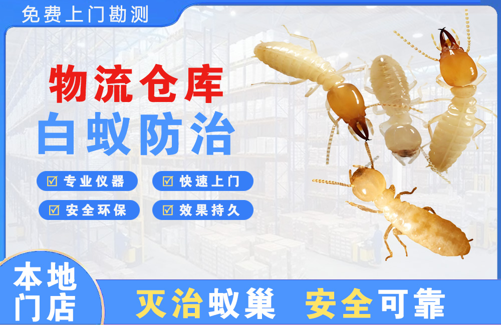 个旧物流仓库白蚁防治
