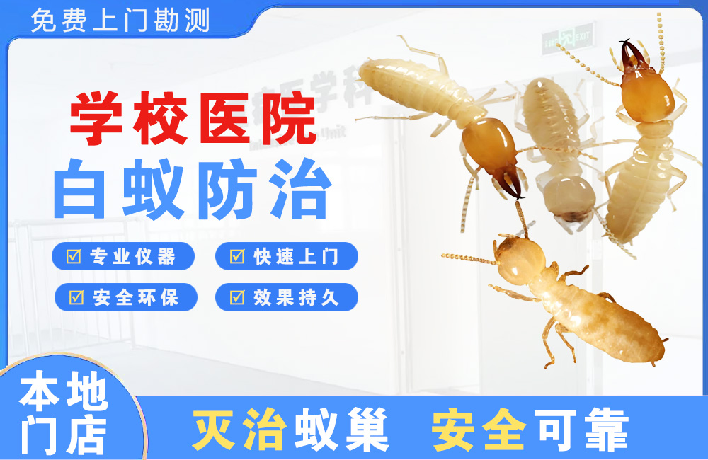 个旧学校医院白蚁防治