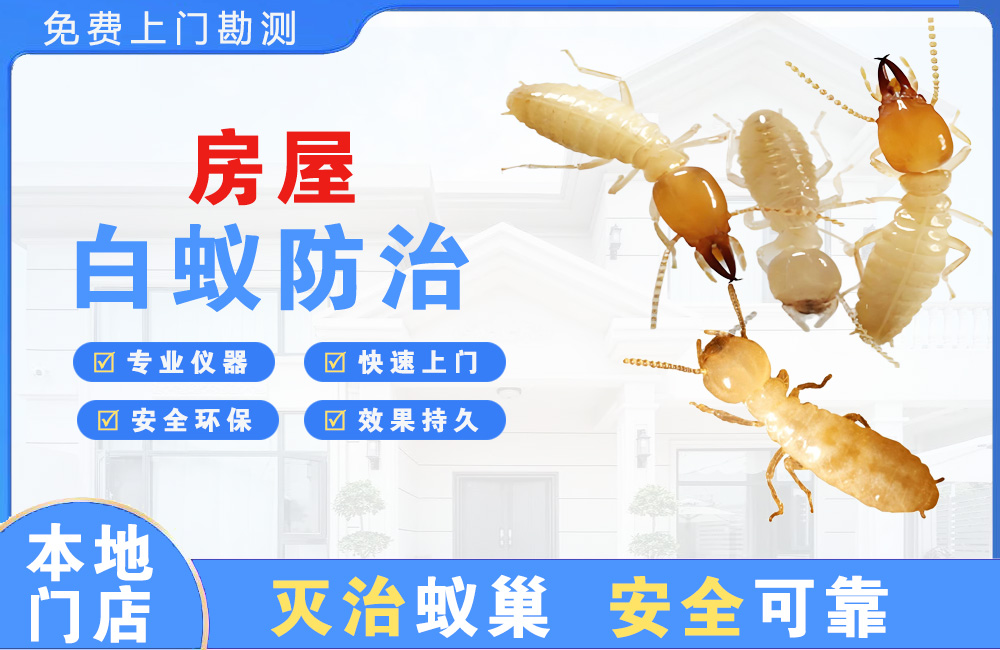 个旧房屋白蚁防治