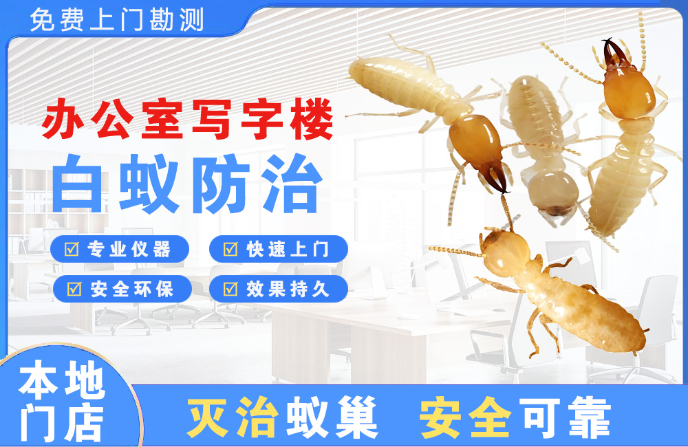 个旧办公室写字楼白蚁防治